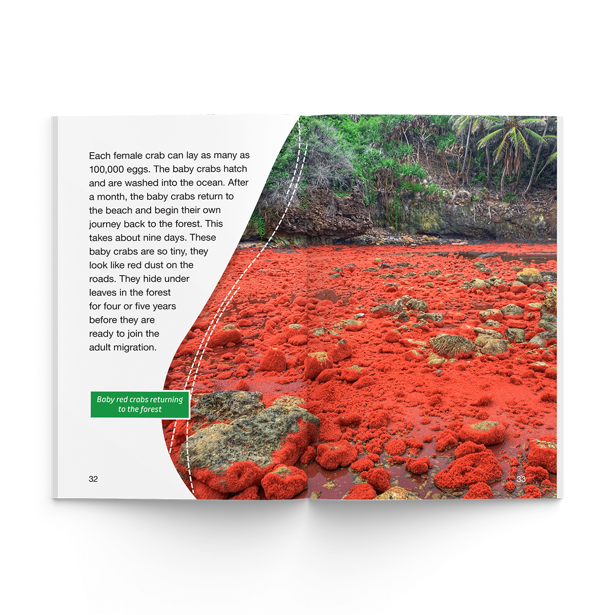 Animal Migrations (Firecracker Books, The Ignite Series) - Image 3